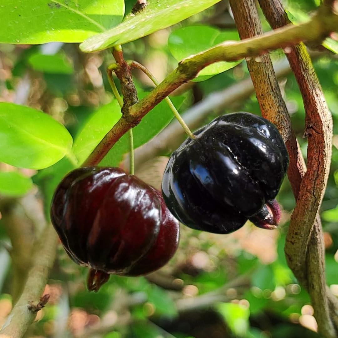 Closeup of high-quality Eugenia uniflora Suriname Cherry seeds