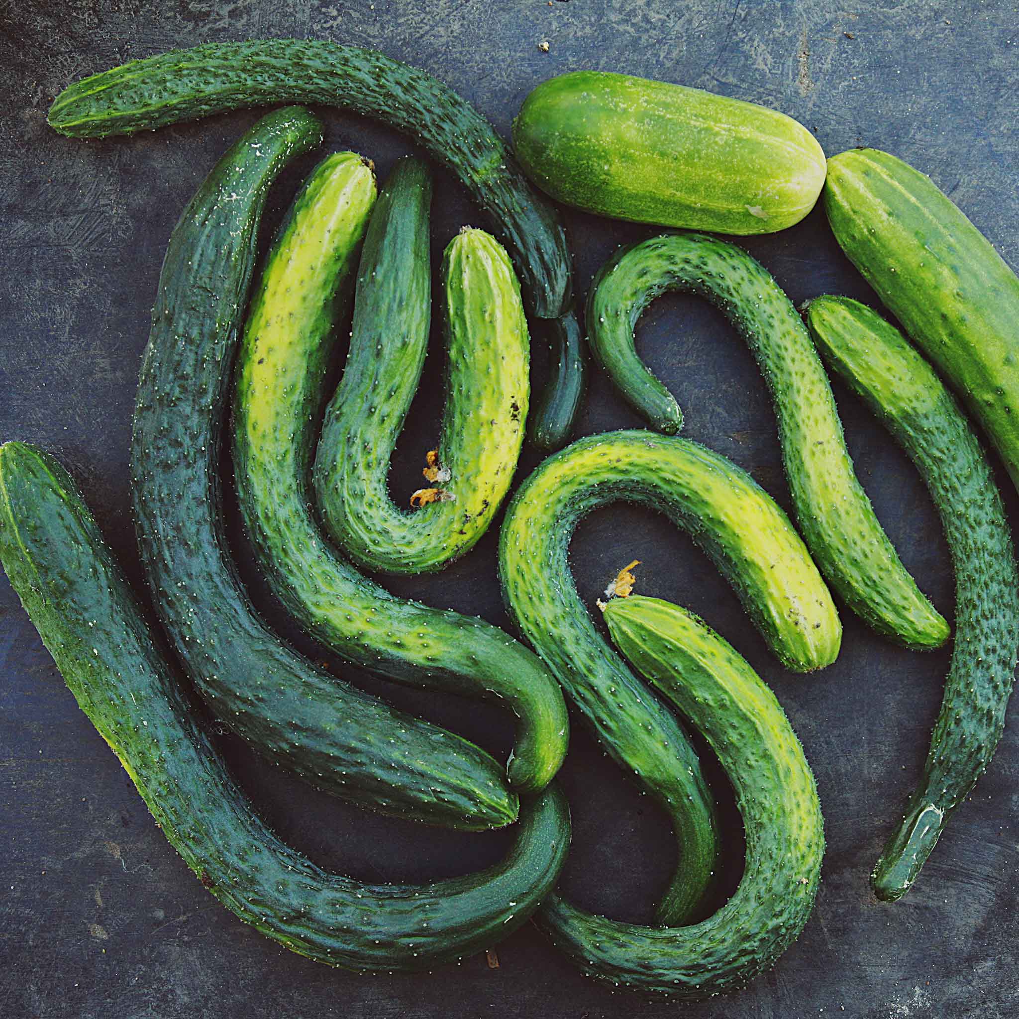 Long crisp cucumbers grown from Suyo Long seeds