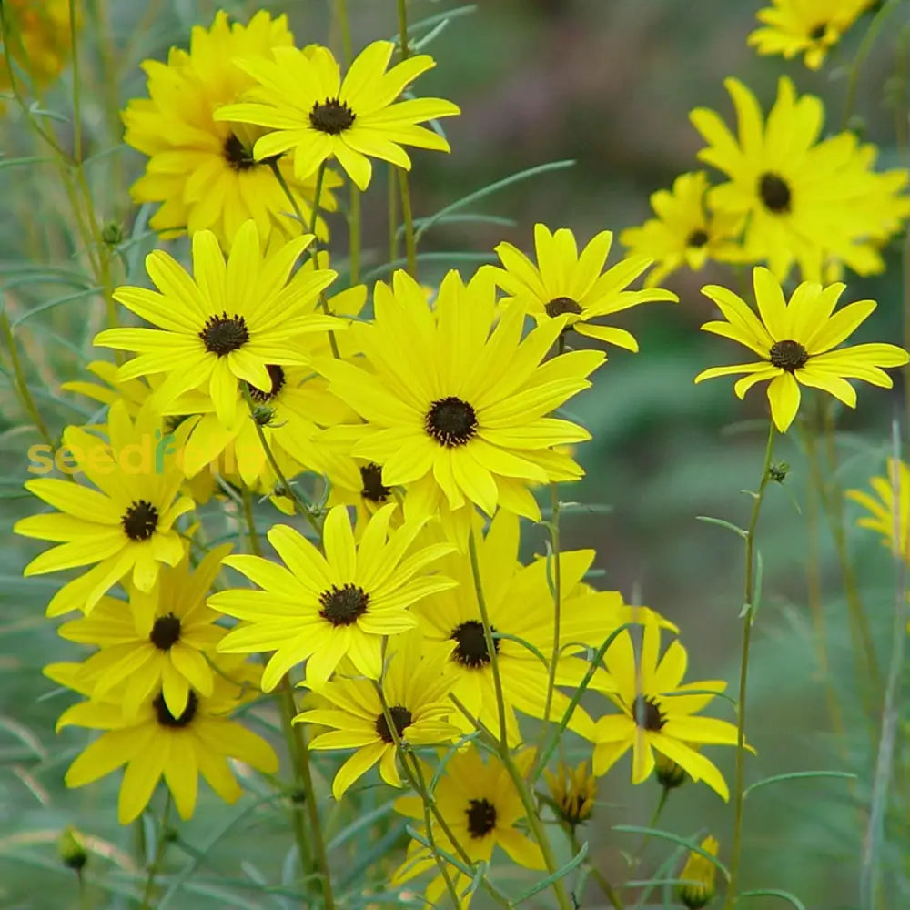 Swamp Sunflower Seeds Helianthus Angustifolius Perennial Attract Pollinators Cut Flower