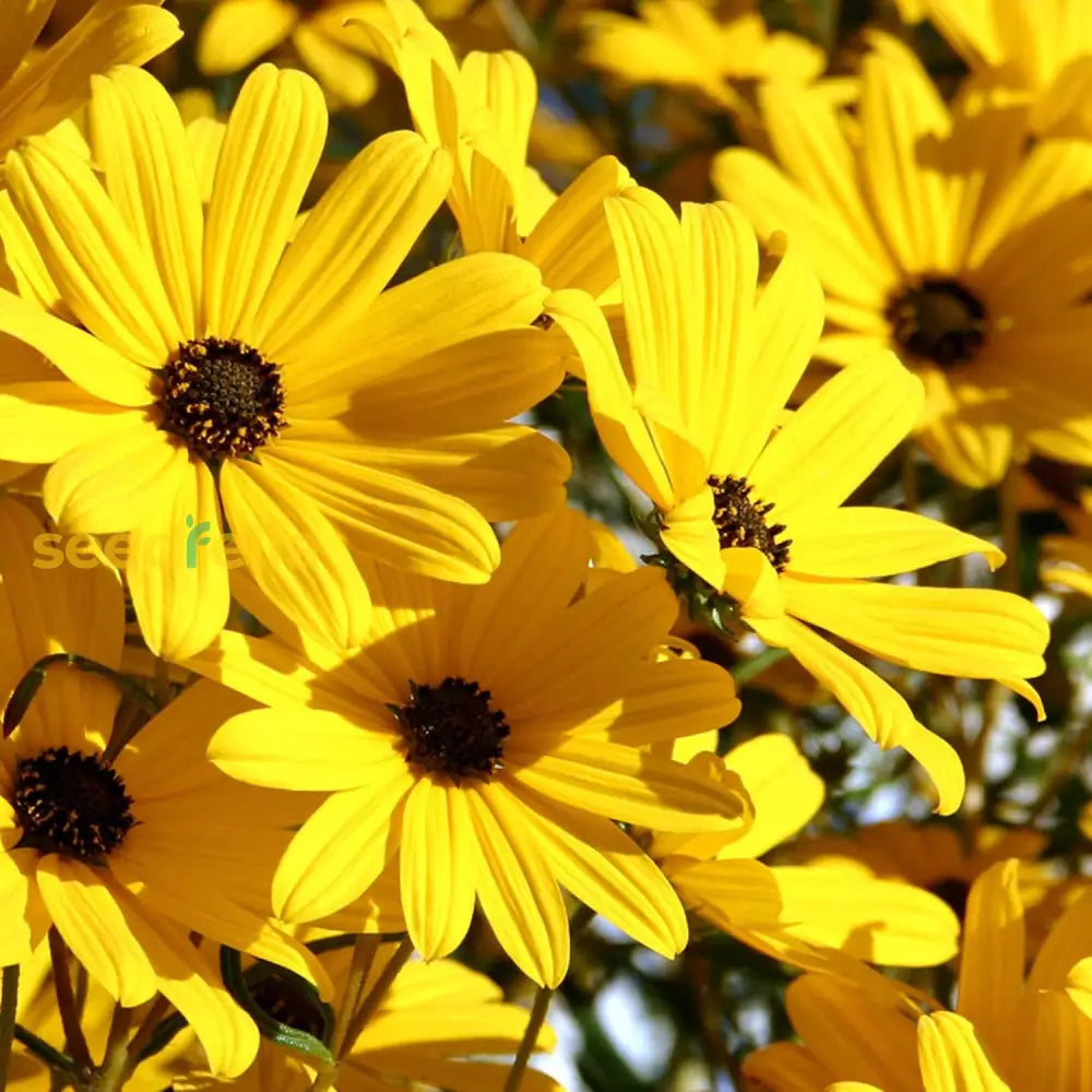 Swamp Sunflower Seeds Helianthus Angustifolius Perennial Attract Pollinators Cut Flower