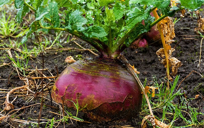 Swede seeds suitable for home gardens and raised beds