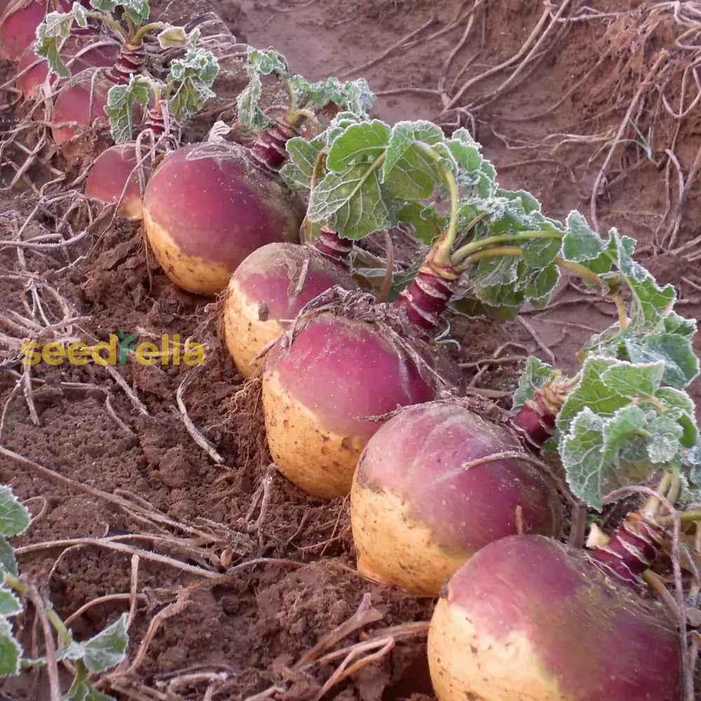 Swede seeds Rutabaga heirloom variety for home planting