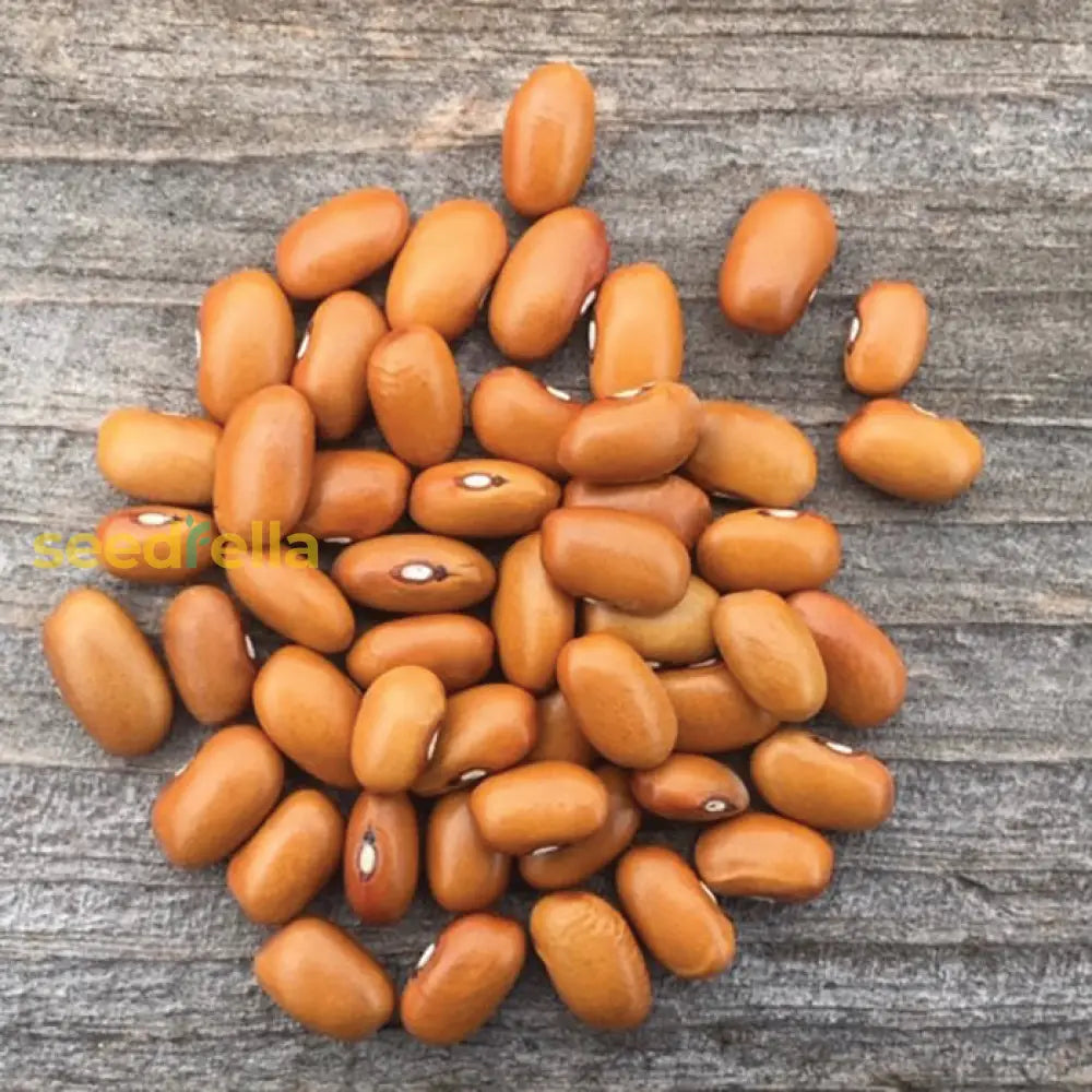 Swedish Brown Bean seeds ornamental heritage variety