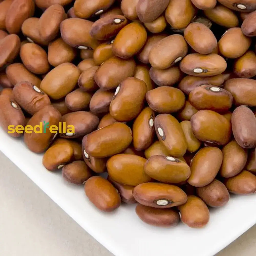 Swedish Brown Beans Vegetable Seeds For Planting Seeds