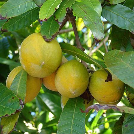 Sweet Abiu Fruit Seeds for Easy Planting