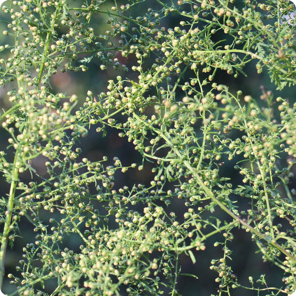 Sweet Annie seeds Artemisia annua aromatic annual foliage