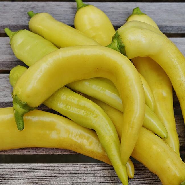 Freshly harvested Sweet Banana Peppers from garden