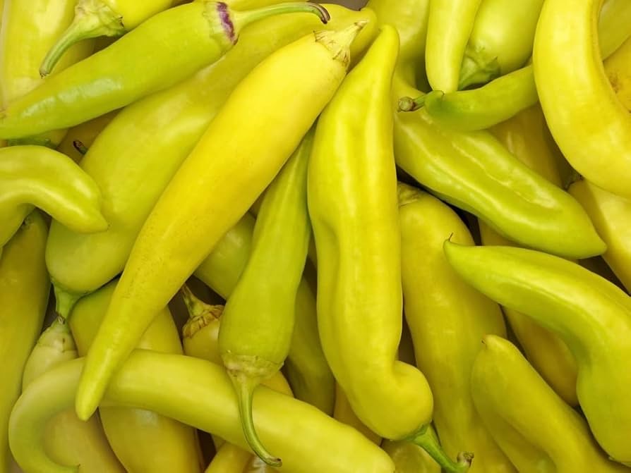 Mature Sweet Banana Pepper plant in vegetable patch