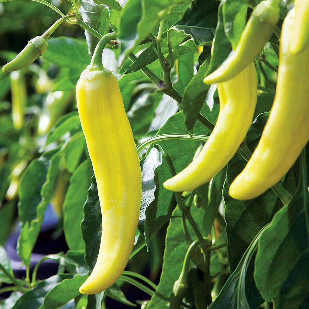 Sweet Banana Pepper seeds (Capsicum annuum) for home vegetable garden planting