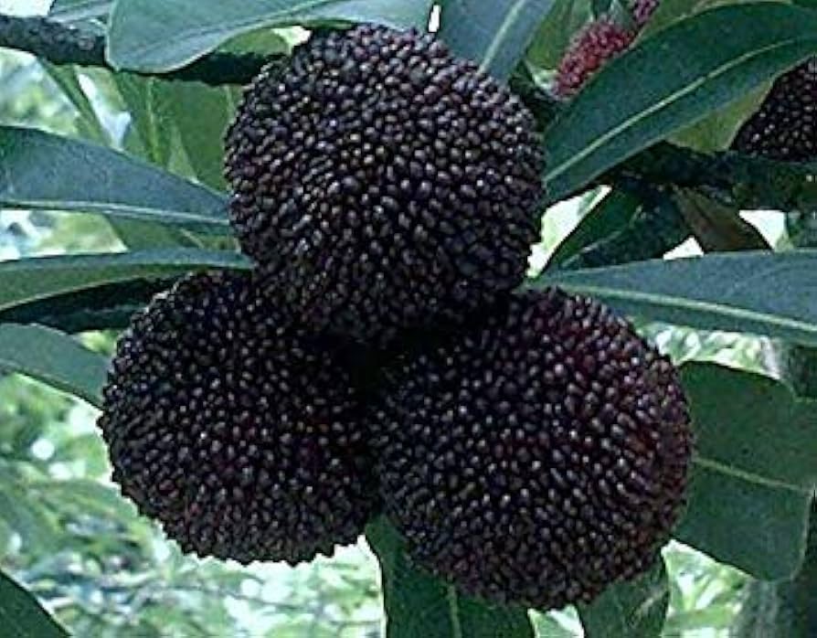 Sweet Black Myrica Rubra Seeds for Home Garden