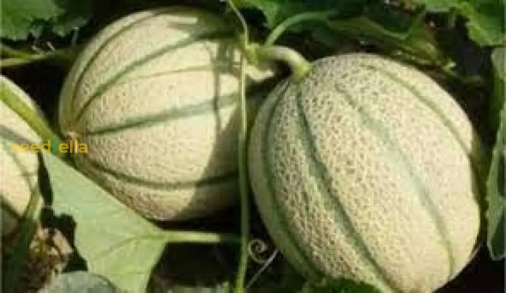 Sweet Brown Melon Seeds for Summer Harvest