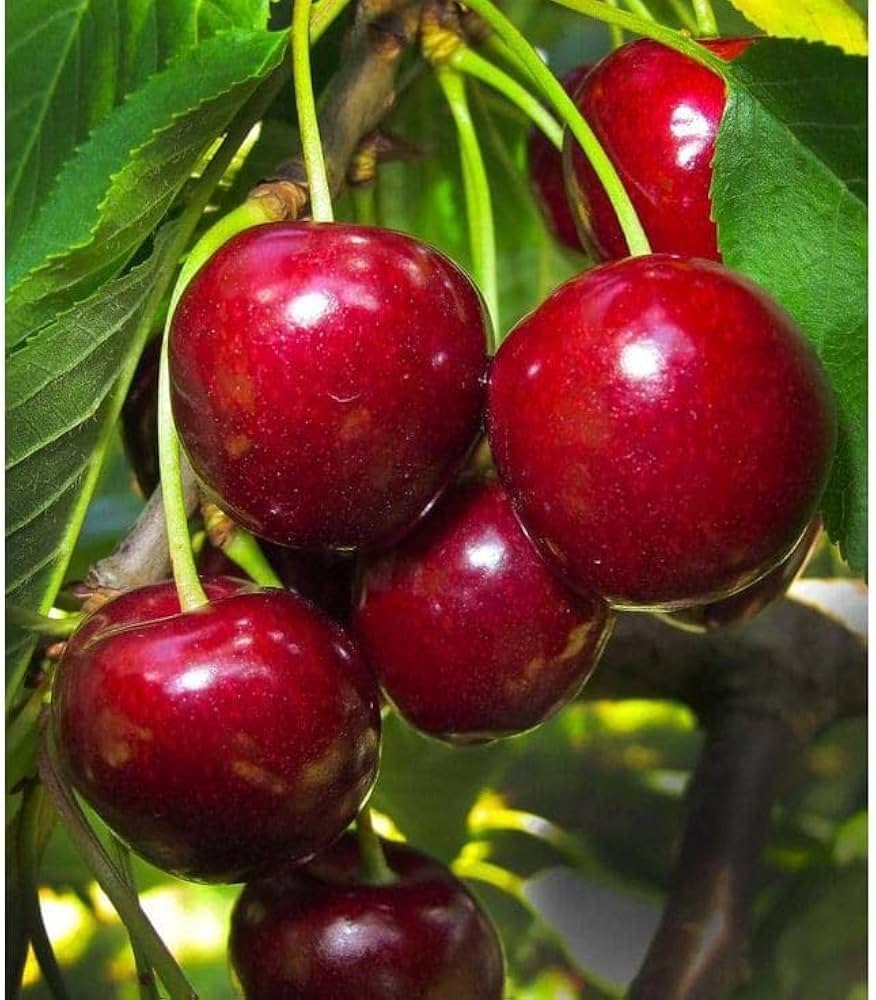 Sweet ripe cherries grown at home