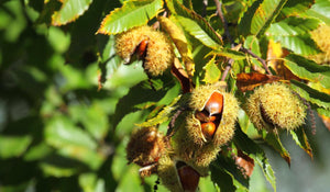 Sweet European Chestnut Tree Seeds - Castanea sativa Hardy Edible Nut Tree