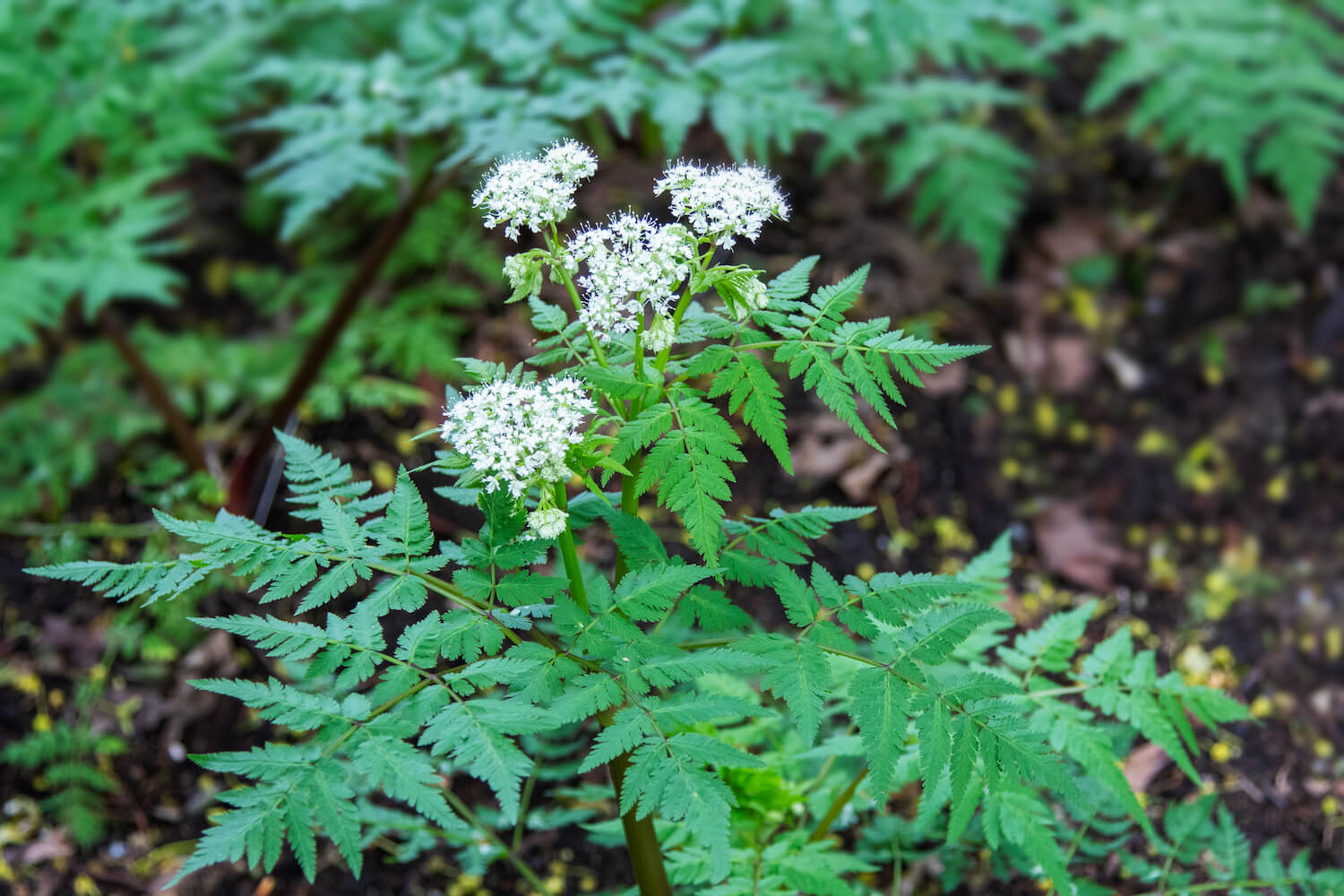 Sweet Cicely Growing in Shaded Cottage Garden Border