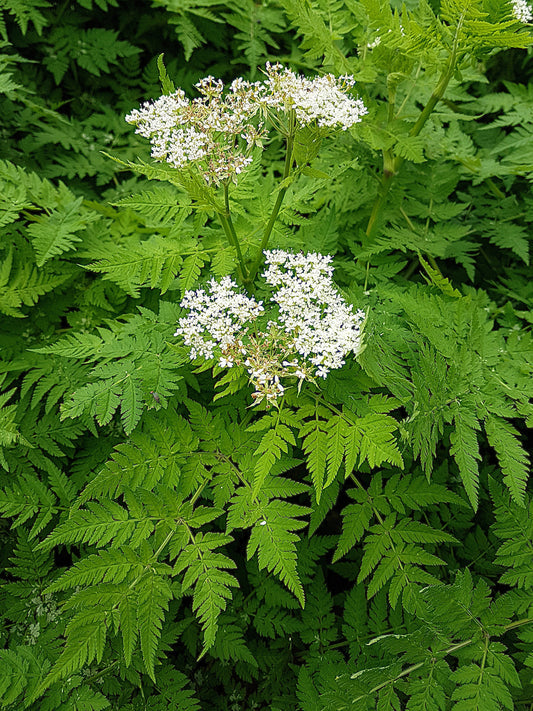 Sweet Cicely Seeds – Myrrhis odorata Fragrant Licorice-Scented Herb
