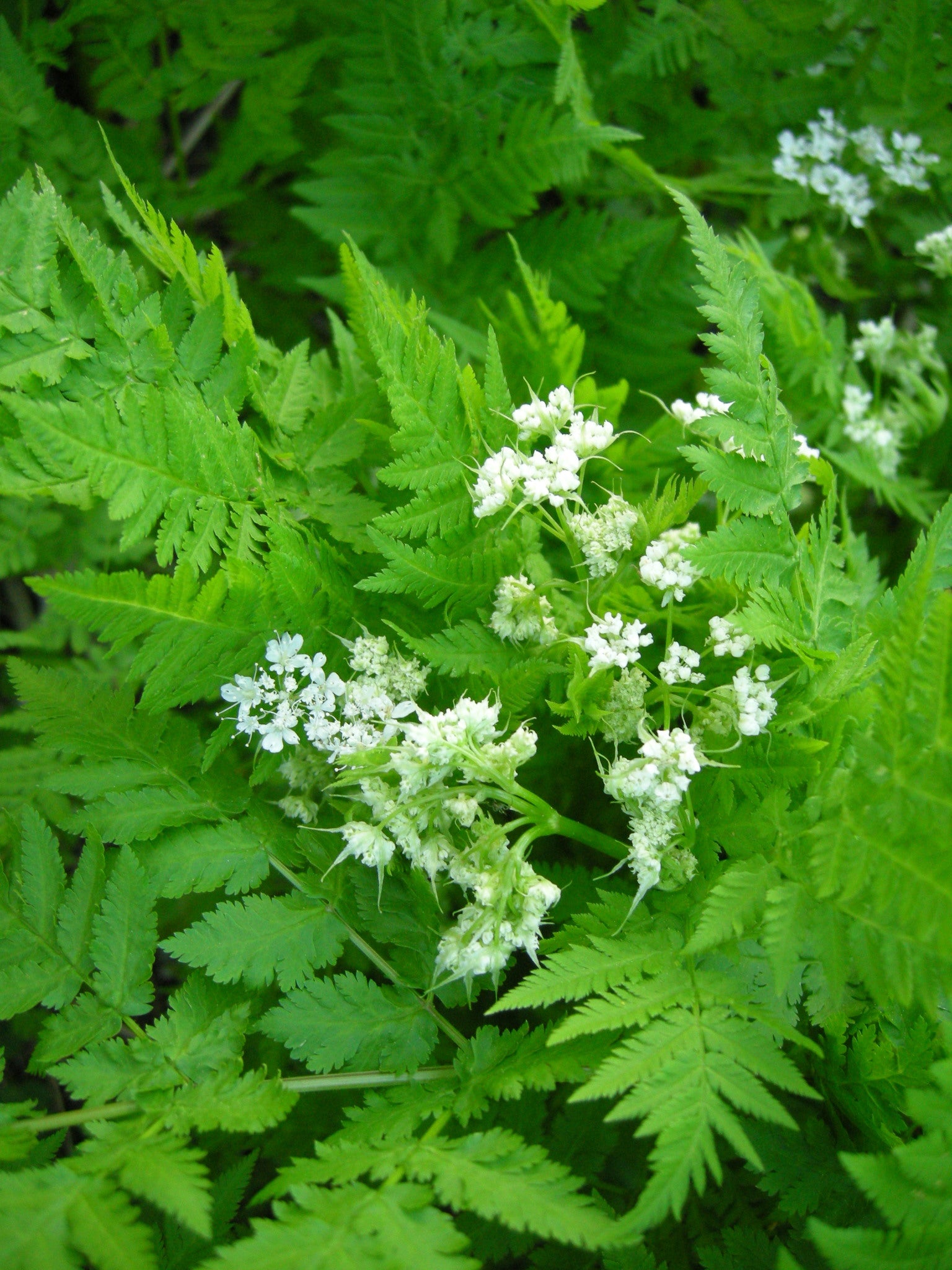 Sweet Cicely Myrrhis odorata White Flower Clusters in Bloom