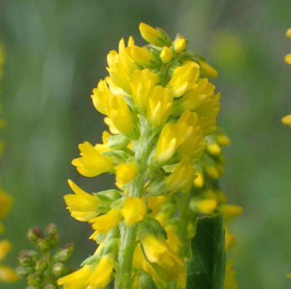 Yellow Sweet Clover growing in meadow or pasture