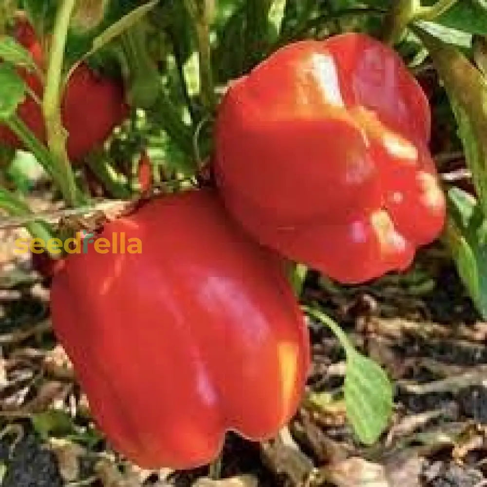 Sweet Crunch Bell Pepper Seeds For Planting Vegetable Seeds