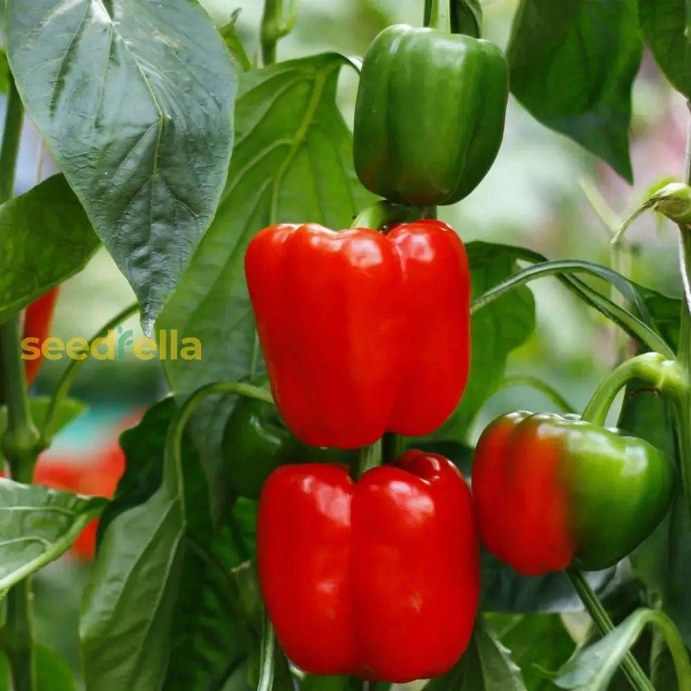 Sweet Crunch Bell Pepper Seeds For Planting Vegetable Seeds