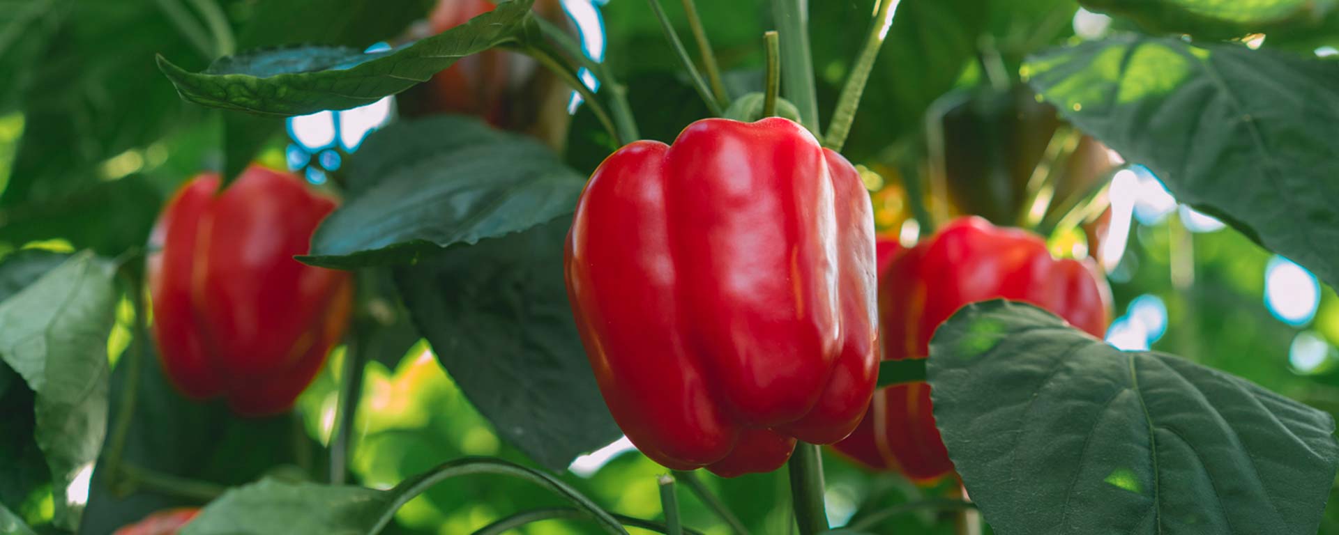 Sweet Crunch Bell Pepper seeds ideal for backyard garden