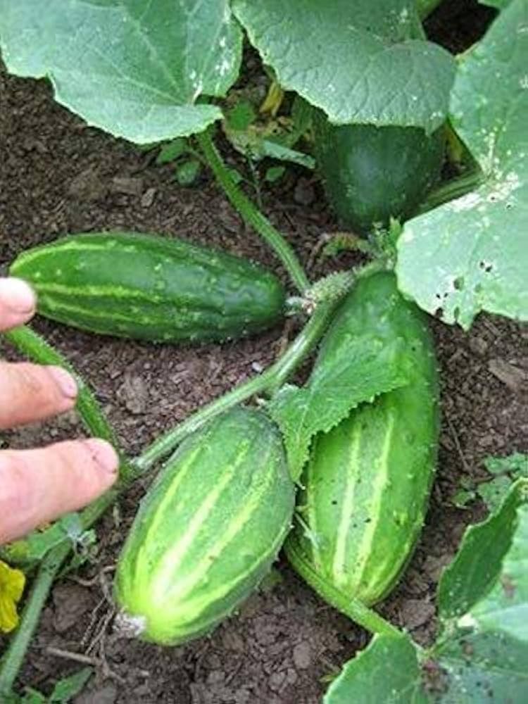 Sweet cucumber seeds for home gardens