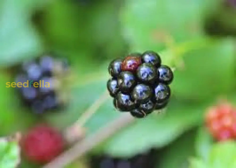 Sweet Dewberry Fruit Seeds for Home Garden