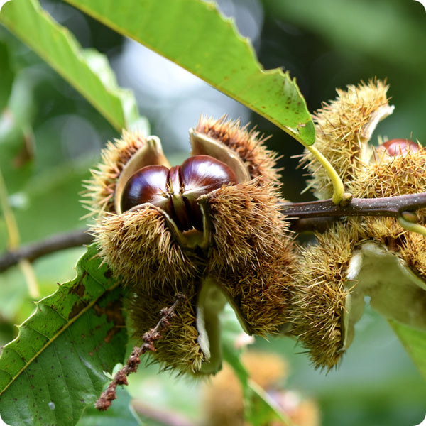 Sweet European chestnut tree seeds Castanea sativa producing edible nuts