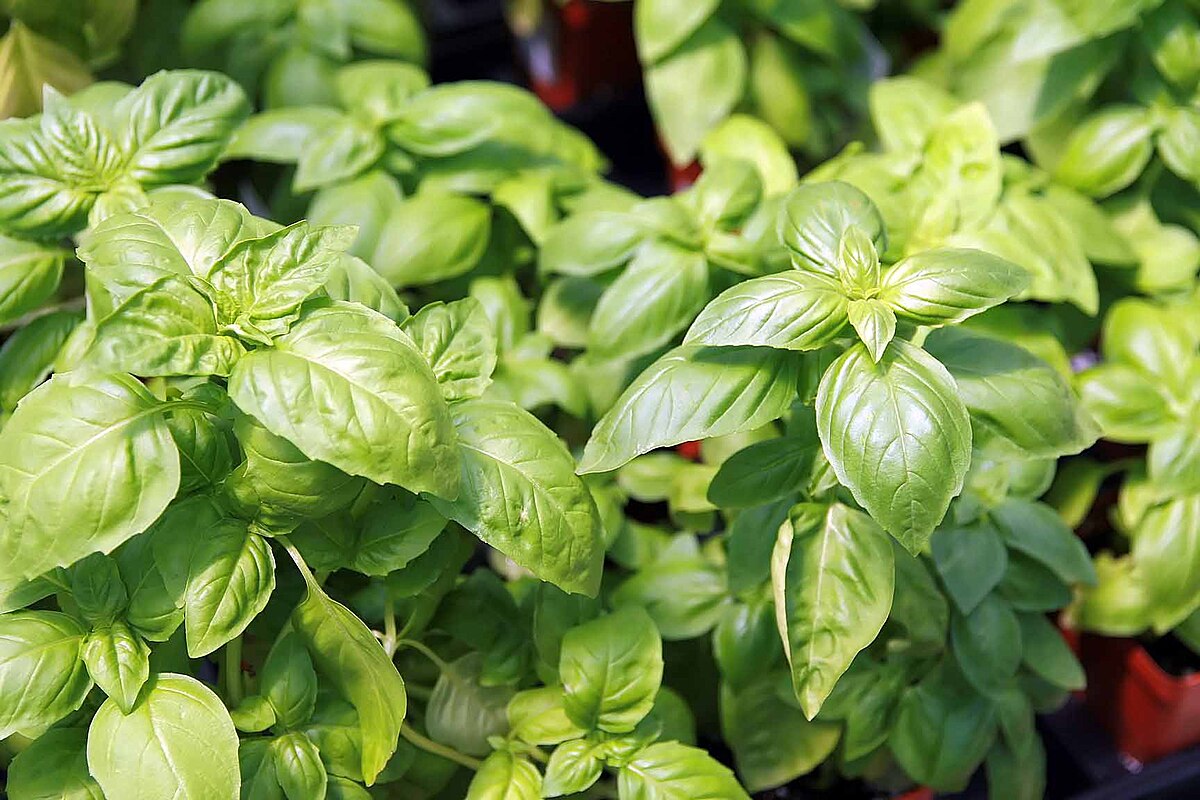 Sweet Genovese Basil bush with aromatic leaves