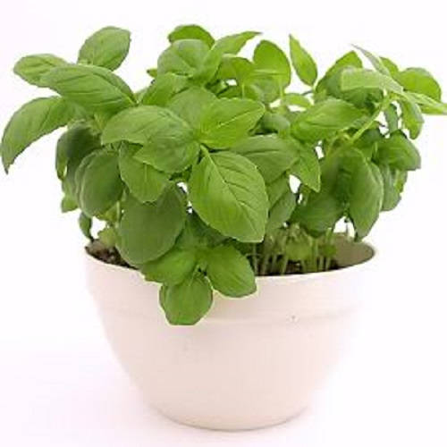 Sweet Genovese Basil plant with lush green leaves and purple-tinged flowers