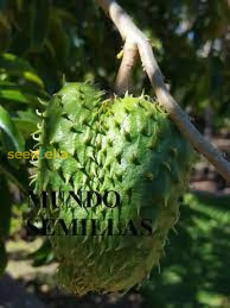 Sweet Giant Soursop Fruit Seeds for Home Garden