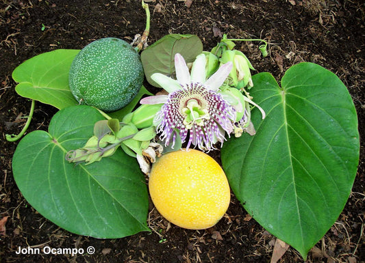 Sweet Granadilla Seeds – Passiflora ligularis Non-GMO Yellow Passionfruit Vine