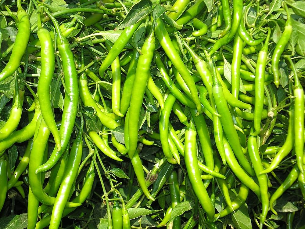 Sweet green pepper plants growing in garden