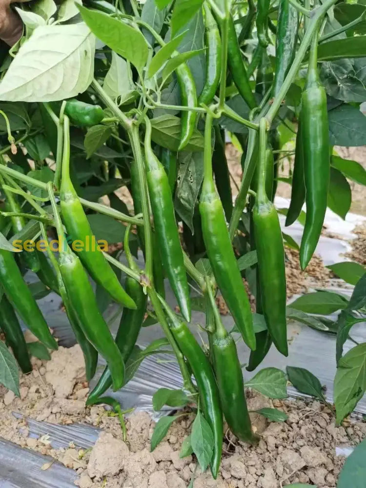 Sweet green pepper seeds for home gardening