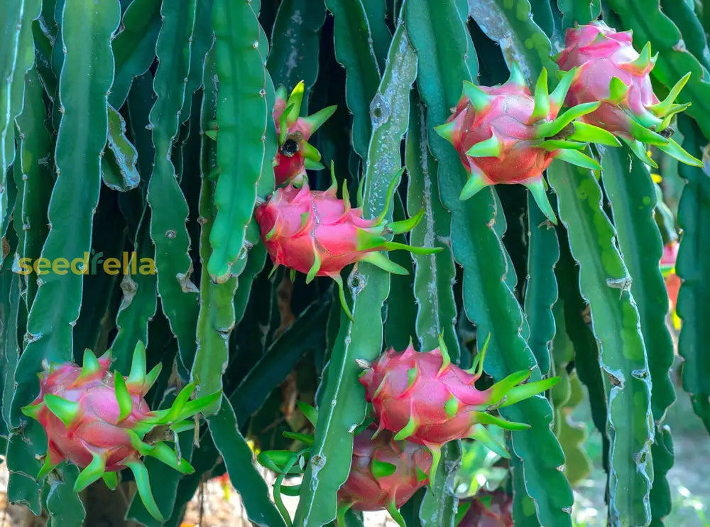 Sweet Green Pitaya Seeds Easy Growing Variety
