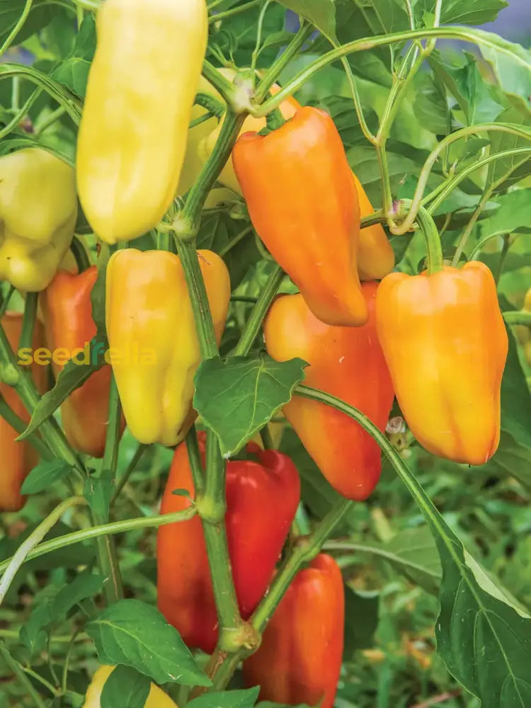 Sweet Gypsy pepper growing guide