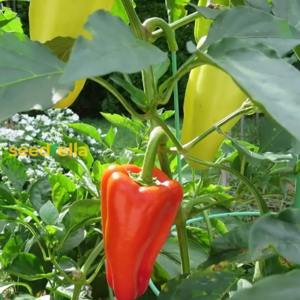 Sweet Gypsy Pepper Vegetable Seeds For Planting Seeds