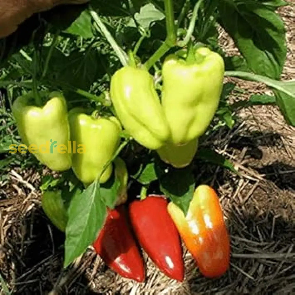 Sweet Gypsy Pepper Vegetable Seeds For Planting Seeds