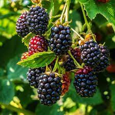 Berry Plants Growing in Garden, Healthy Berries Like Strawberries, Blueberries, and Raspberries