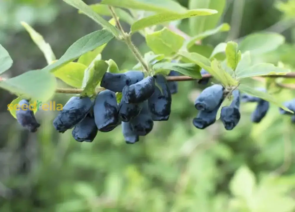 Sweet Haskap Berry Seeds for Home Garden