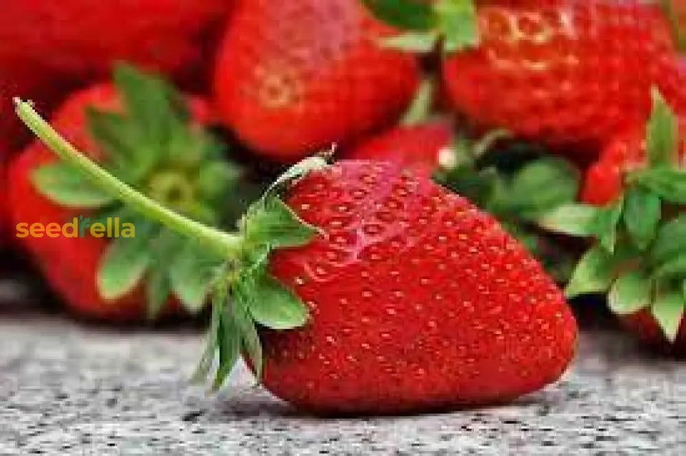 Sweet Japanese Hokowase Strawberry Seeds for Home Garden