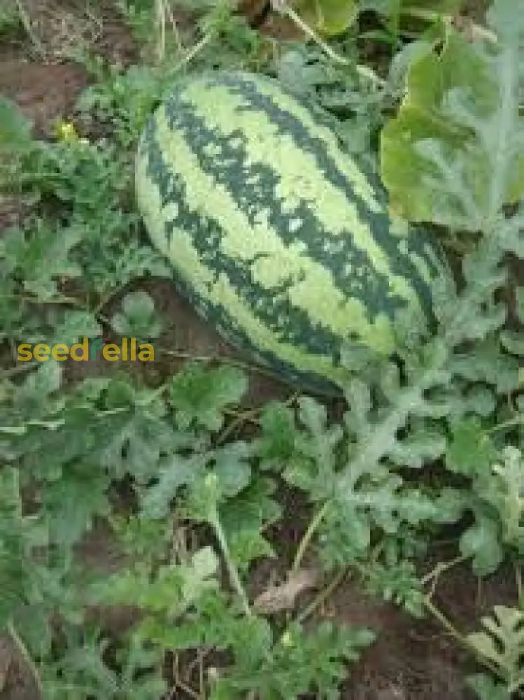 Sweet Mountain Hoosier Watermelon Seeds High Yield Variety