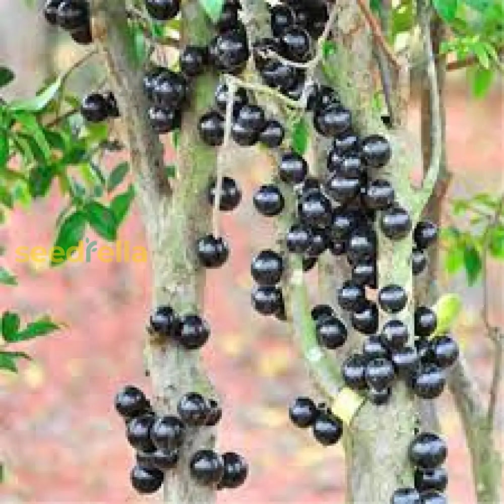 Sweet Jaboticaba Seeds Easy to Grow Tropical Variety