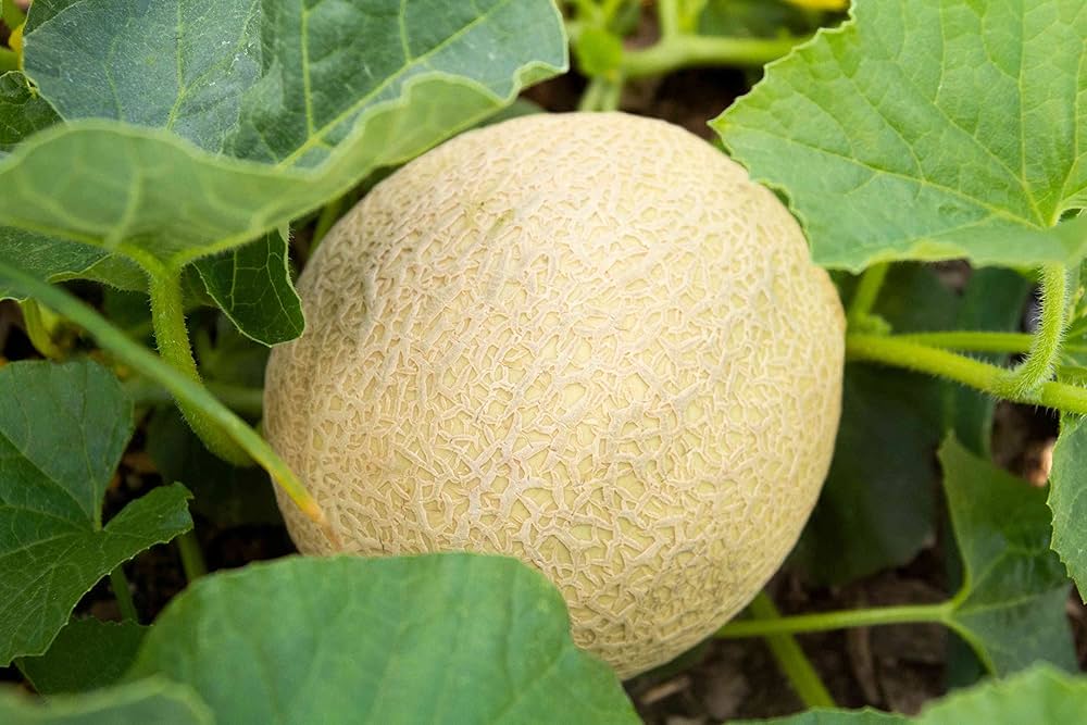 Sweet juicy melon plants grown from Honigtau seeds