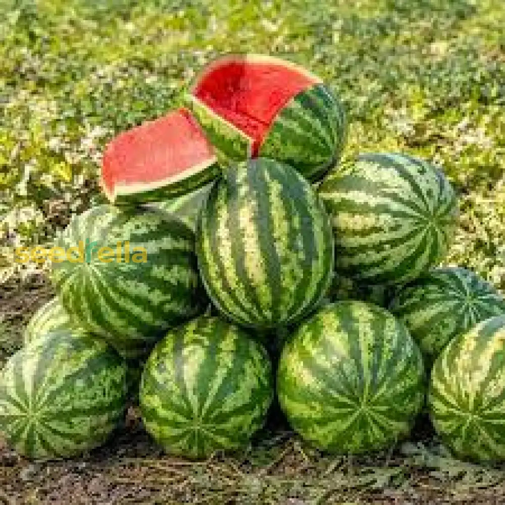 Sweet Klondike Watermelon Seeds for Home Garden