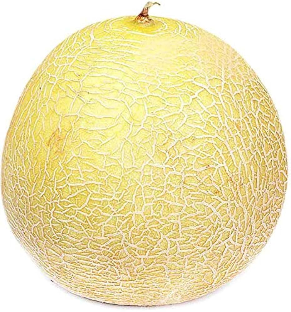 Sweet Lada melon growing in summer garden