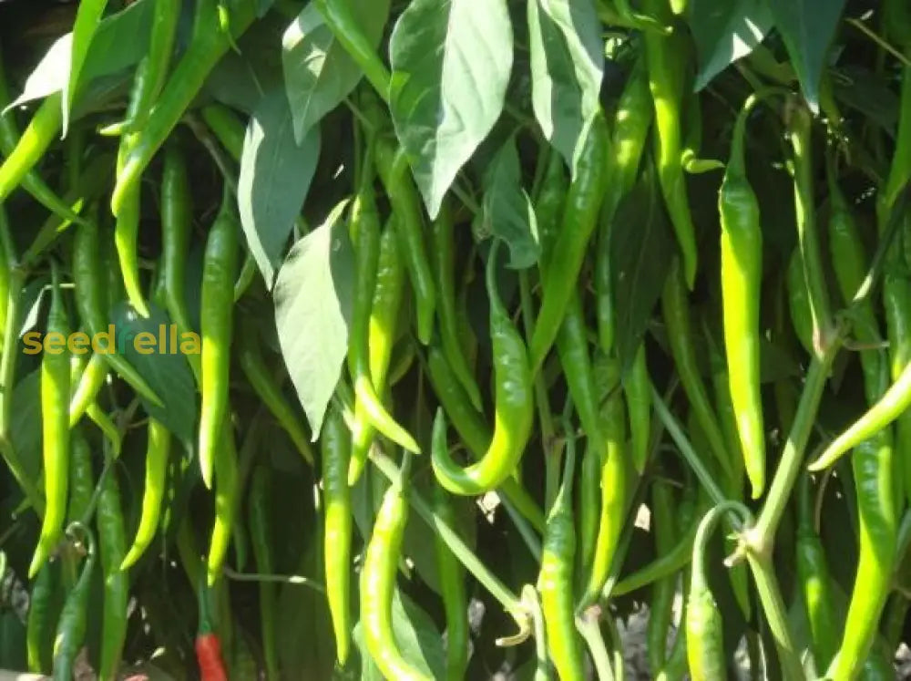 Sweet light green pepper seeds for garden planting