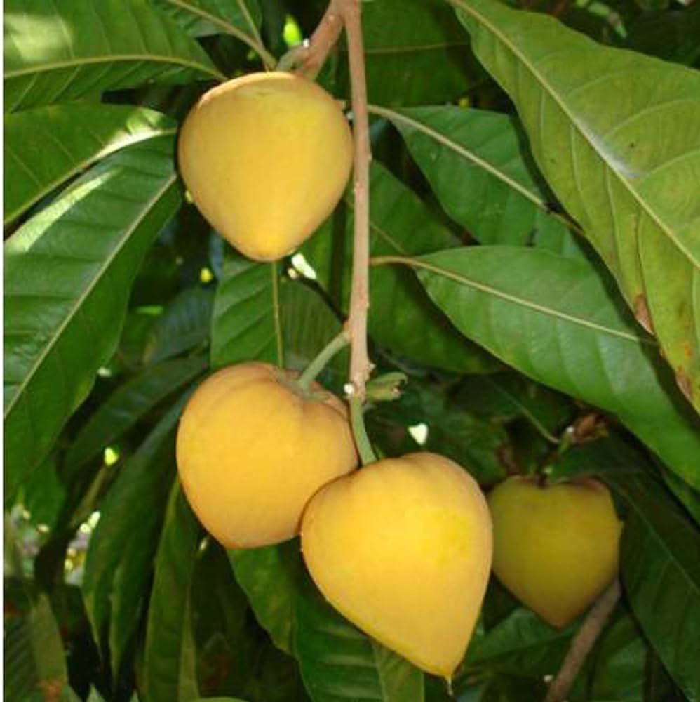 Sweet Lucuma Fruit Seeds Easy Planting