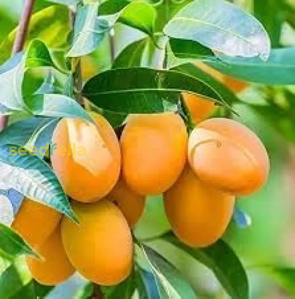 Sweet Mango Seeds For Planting Fruit