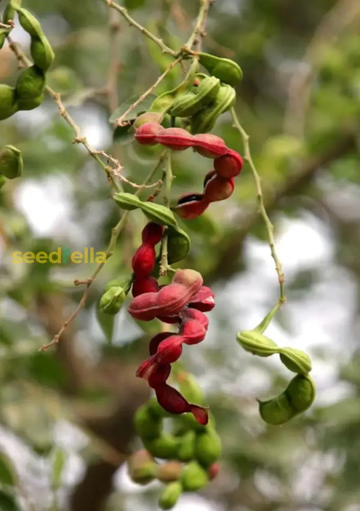 Sweet Manila Tamarind Fruit Seeds for Easy Growing