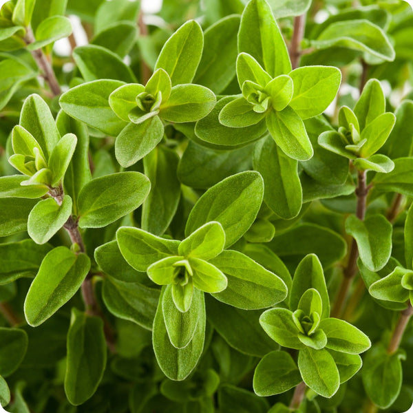 Sweet Marjoram seeds Origanum majorana aromatic small-leaf plant